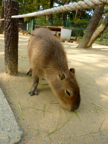 P1060343.jpg