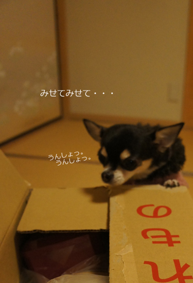 おみやげ見物4