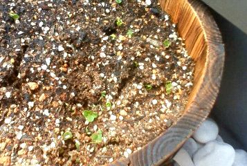 201204251205000.jpg