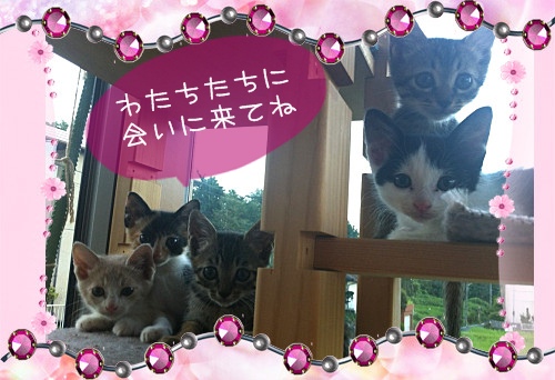 9月2日譲渡会2