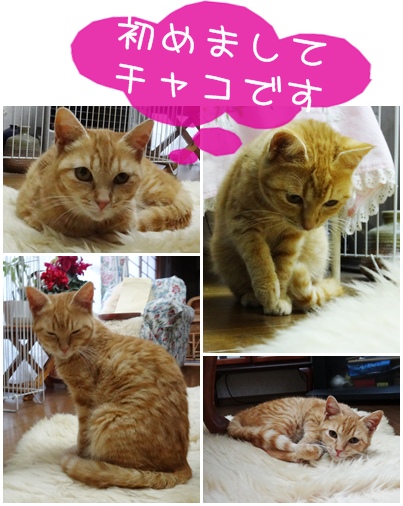 チャコ