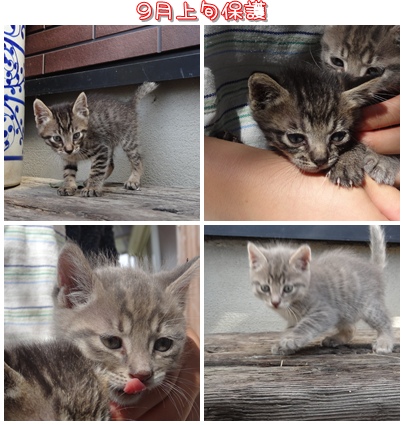 cats_20121006225819.jpg