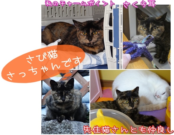 satooya08.jpg