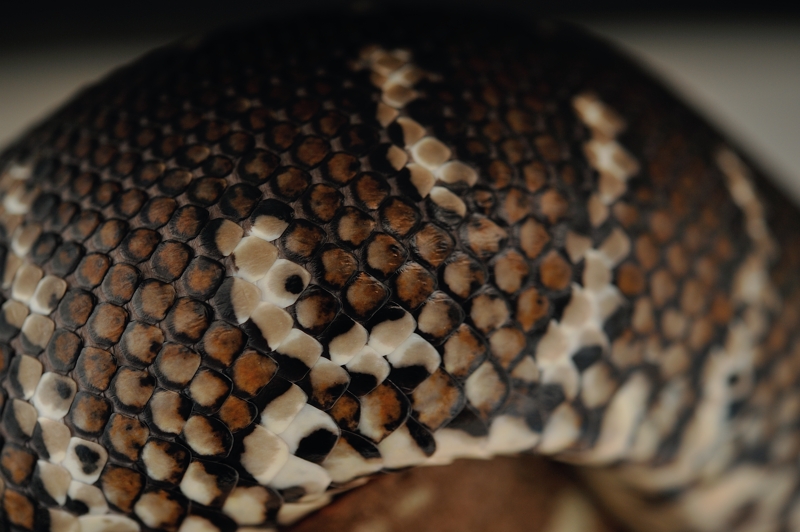 セントラルパイソン Morelia bredli