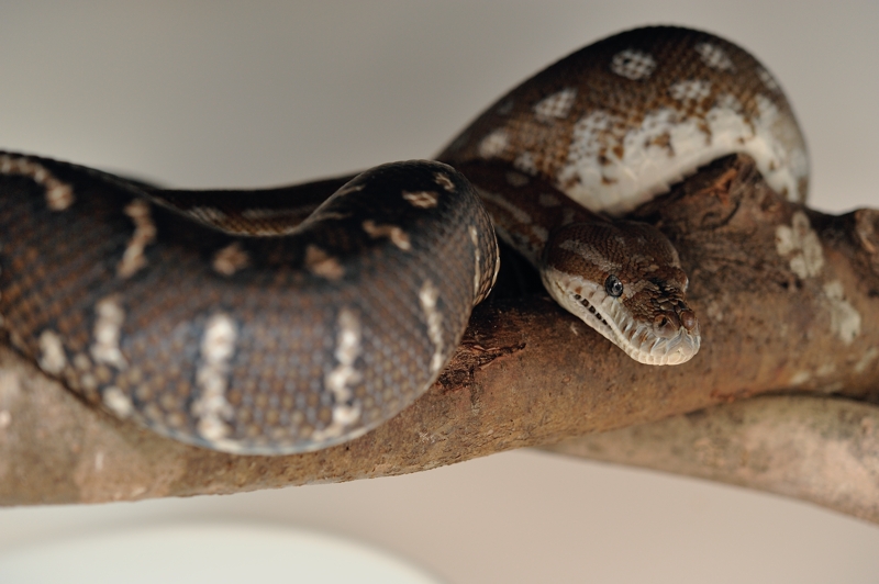 セントラルパイソン Morelia bredli