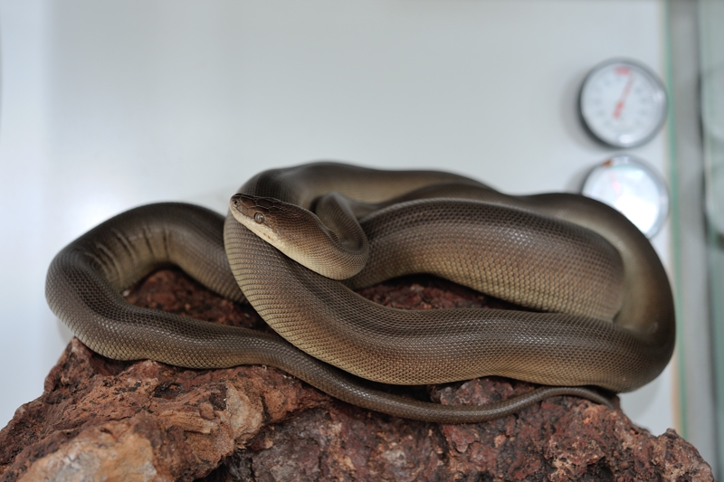 オリーブパイソン Liasis olivaceus