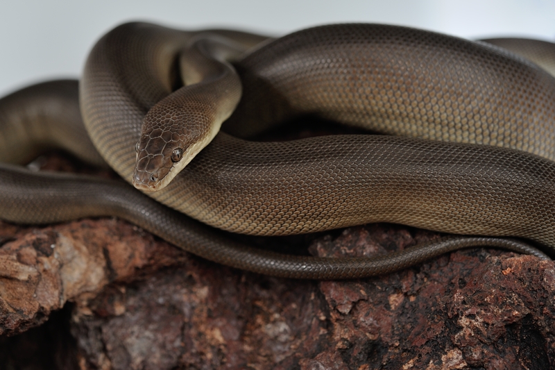 オリーブパイソン Liasis olivaceus