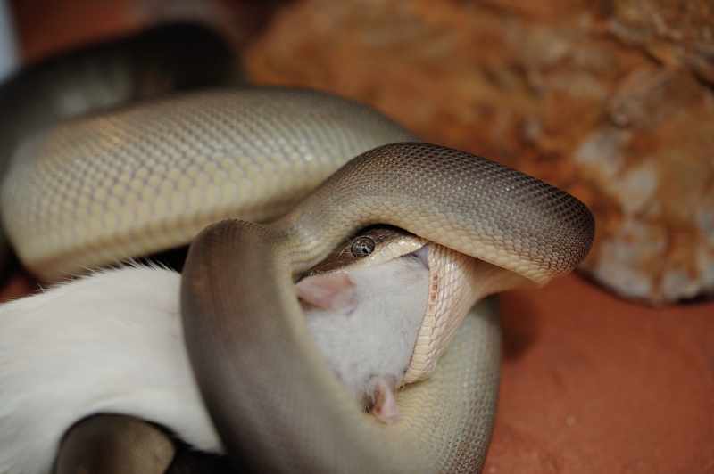 オリーブパイソン Liasis olivaceus