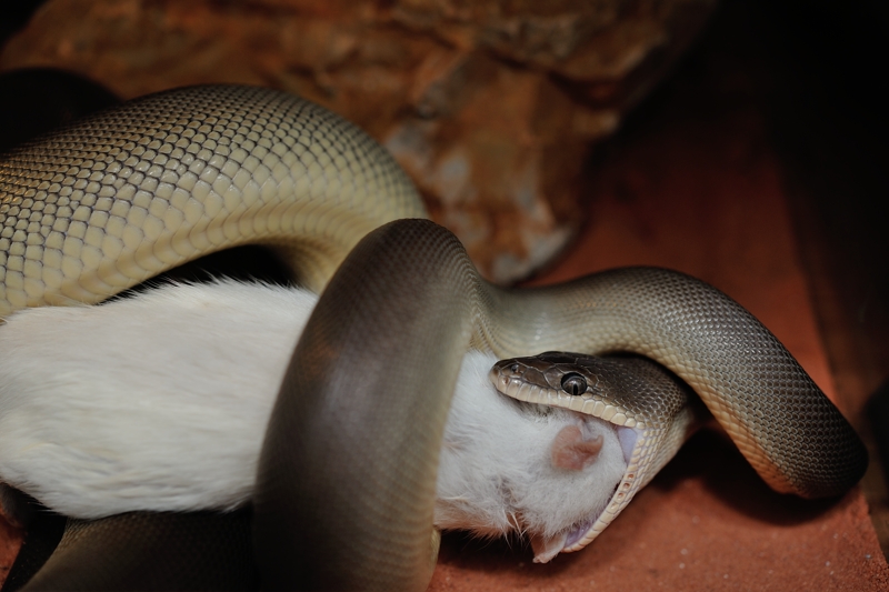 オリーブパイソン Liasis olivaceus
