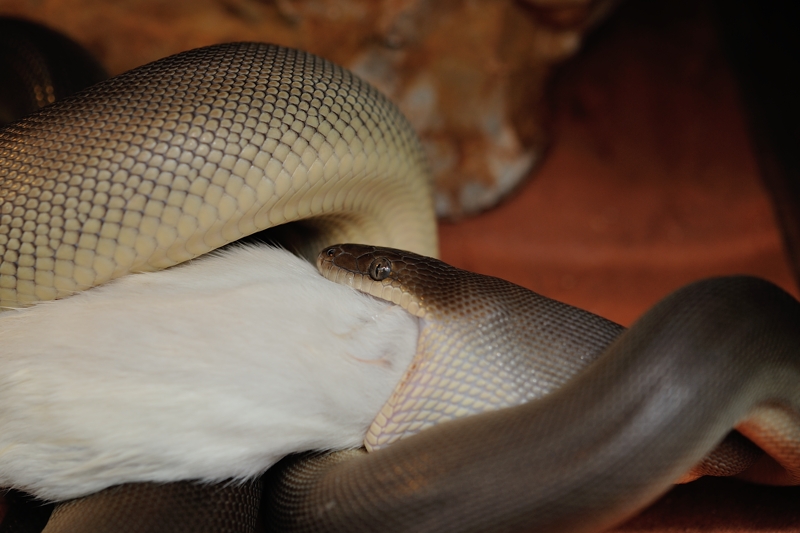 オリーブパイソン Liasis olivaceus