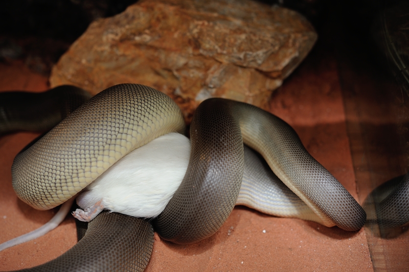 オリーブパイソン Liasis olivaceus