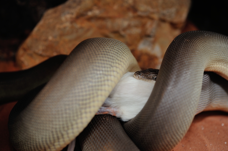 オリーブパイソン Liasis olivaceus