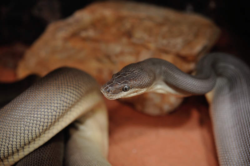 オリーブパイソン Liasis olivaceus