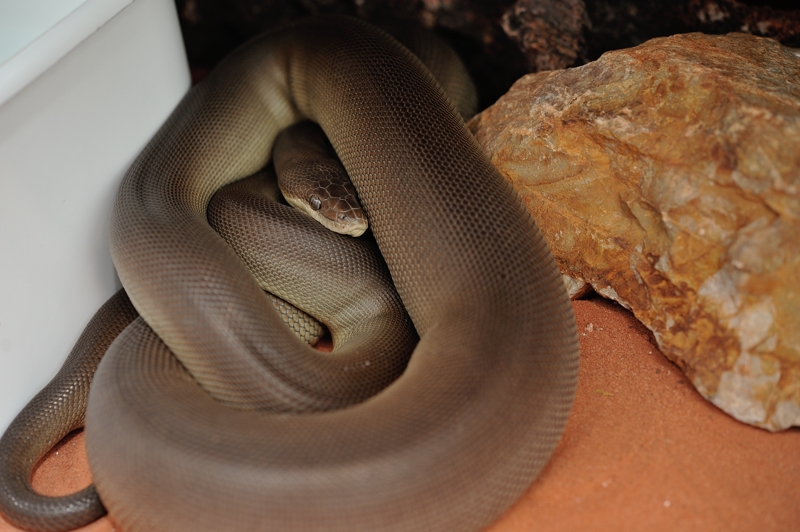 オリーブパイソン Liasis olivaceus