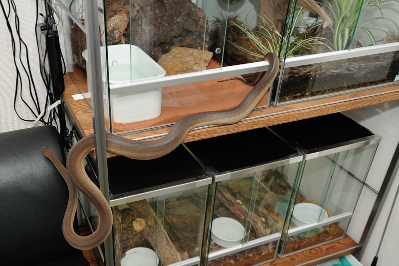 オリーブパイソン Liasis olivaceus