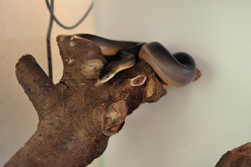 ウォーターパイソン Liasis fuscus