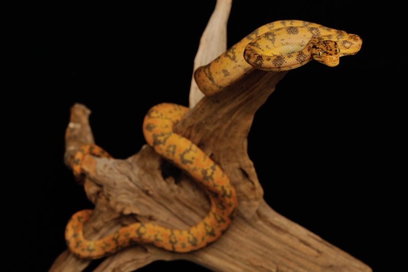 アマゾンツリーボア Corallus hortulanus