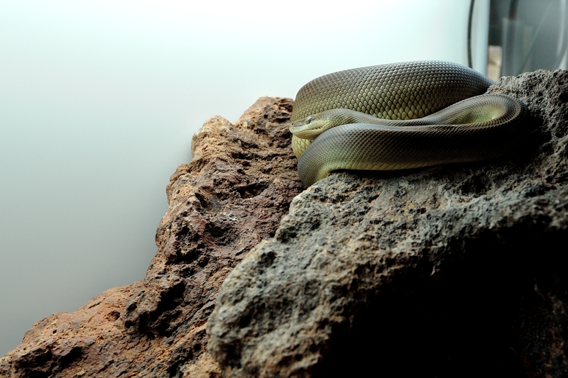 オリーブパイソン Liasis olivaceus