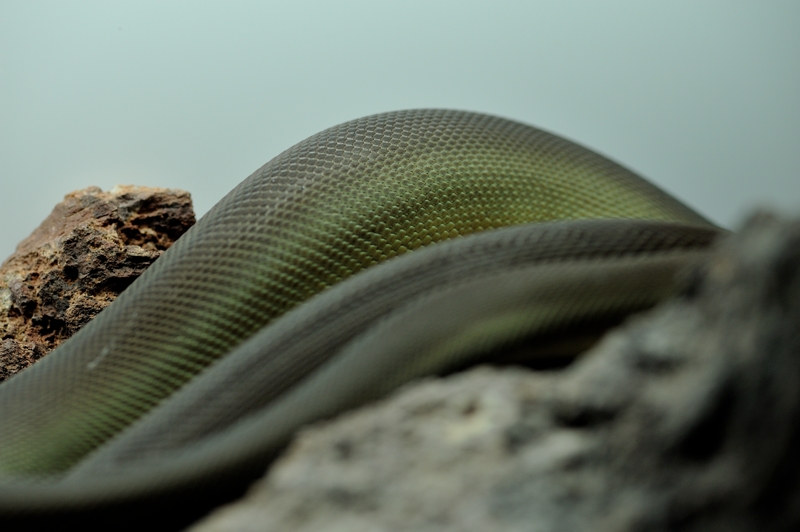 オリーブパイソン Liasis olivaceus