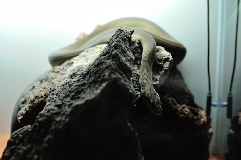 オリーブパイソン Liasis olivaceus