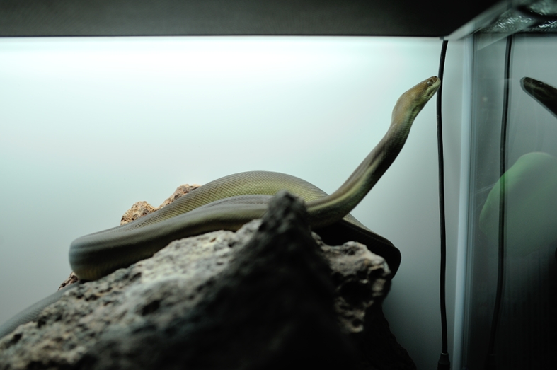 オリーブパイソン Liasis olivaceus