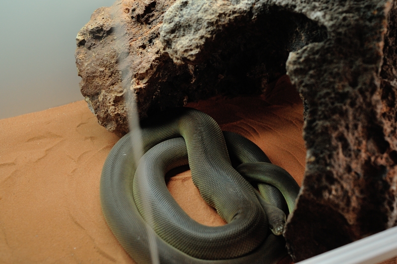 オリーブパイソン Liasis olivaceus