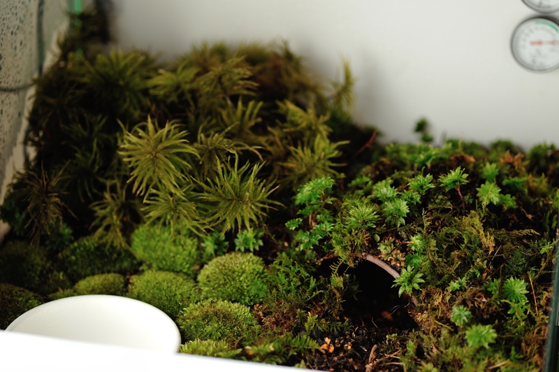 苔水槽