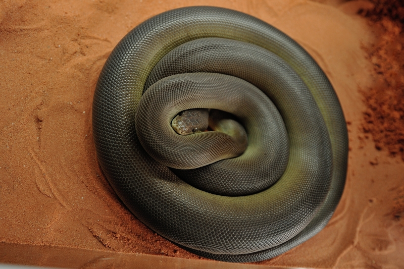 オリーブパイソン Liasis olivaceus
