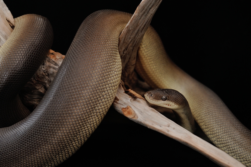 オリーブパイソン Liasis olivaceus