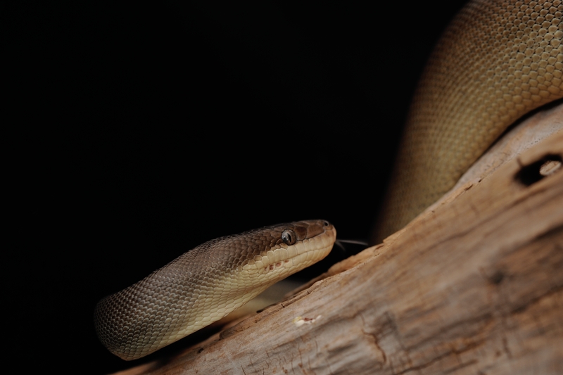 オリーブパイソン Liasis olivaceus