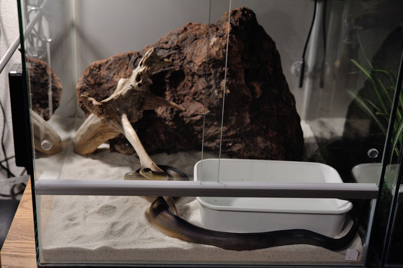 ウォーターパイソン Liasis fuscus