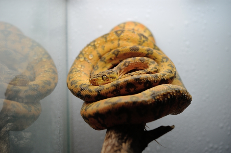 アマゾンツリーボア Corallus hortulanus hortulanus