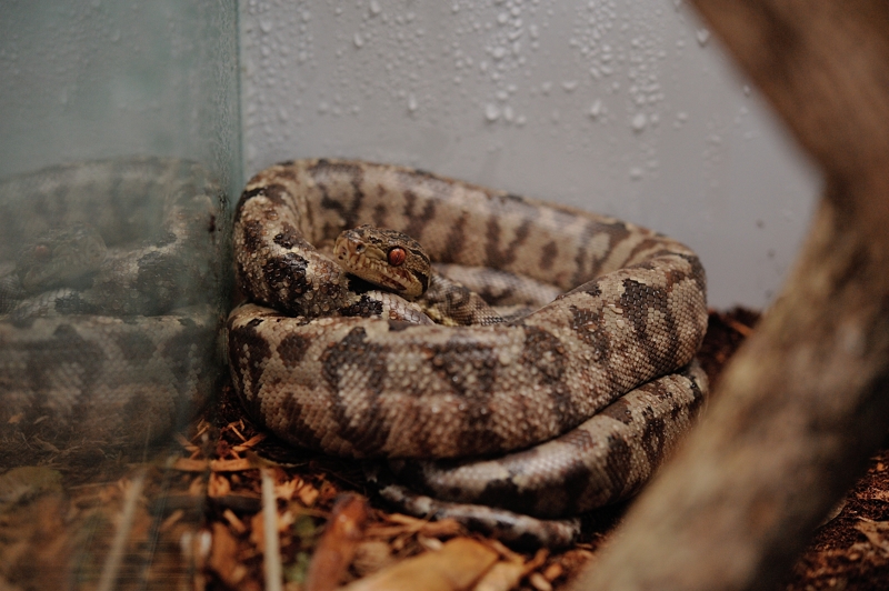 アマゾンツリーボア Corallus hortulanus hortulanus