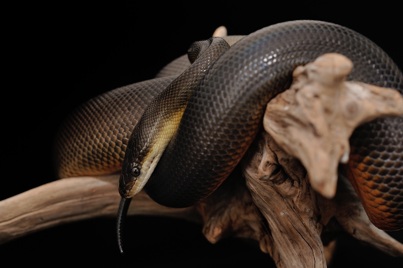 ウォーターパイソン Liasis fuscus