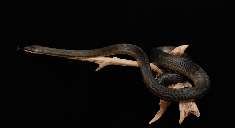ウォーターパイソン Liasis fuscus