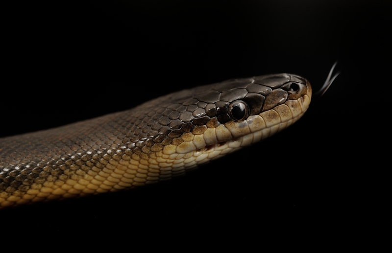 ウォーターパイソン Liasis fuscus
