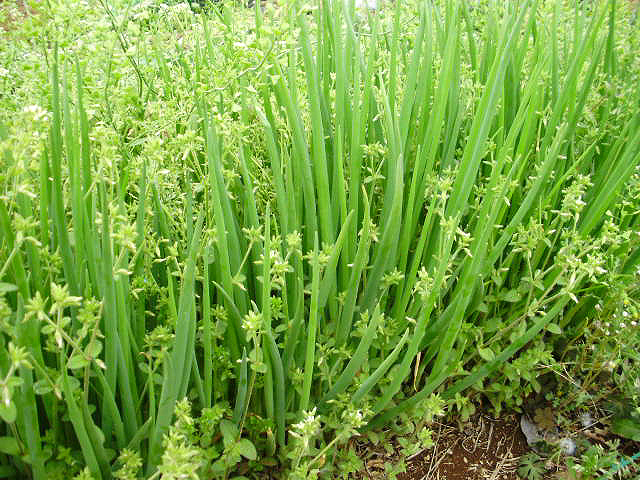 4月6日わけぎ