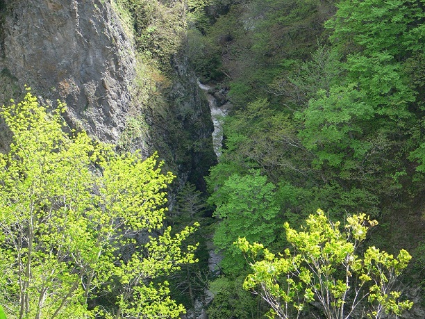 日陰沢1