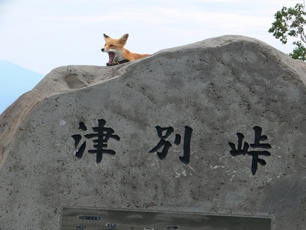 津別峠とキツネ (800x600)