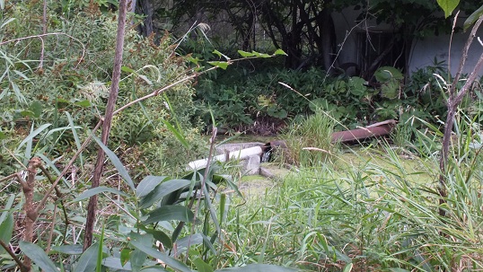 T沼湯3 (14)