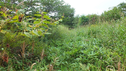 T沼湯3 (22)
