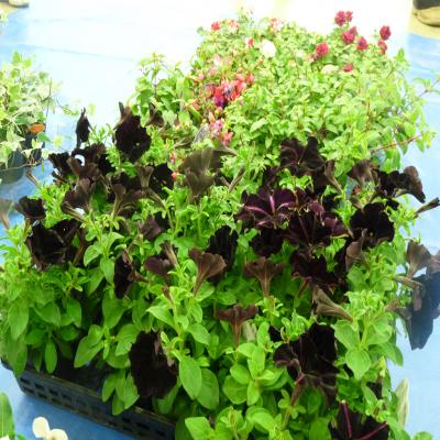 2012.6.15寄せ植え1