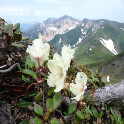 2012.6.17富良野岳17
