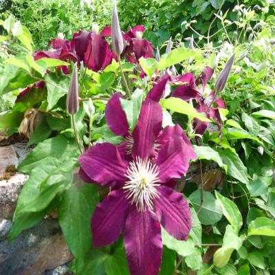 2012.7.9上野ファーム2