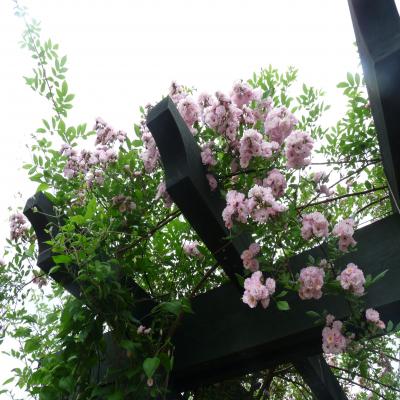 2012.7.10夏旅~庭めぐり5~