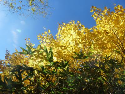 2012.10.11高原沼1