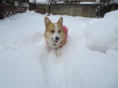 0211雪国のコギ?