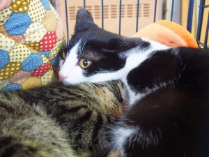 いなせ&いき