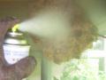 40cmのスズメバチの巣の駆除中