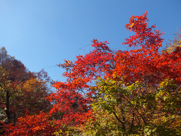 201410紅葉もみじライン
